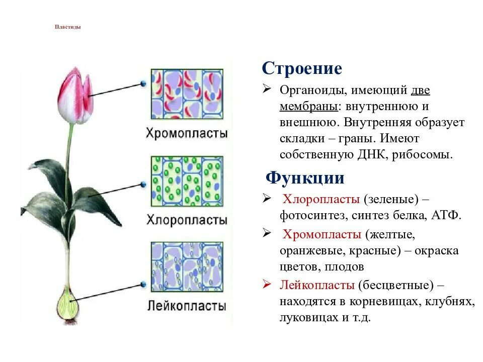 Красные хлоропласты. Пластиды хлоропласты функции. Пластиды хромопласты функции. Пластиды хлоропласты хромопласты лейкопласты строение.