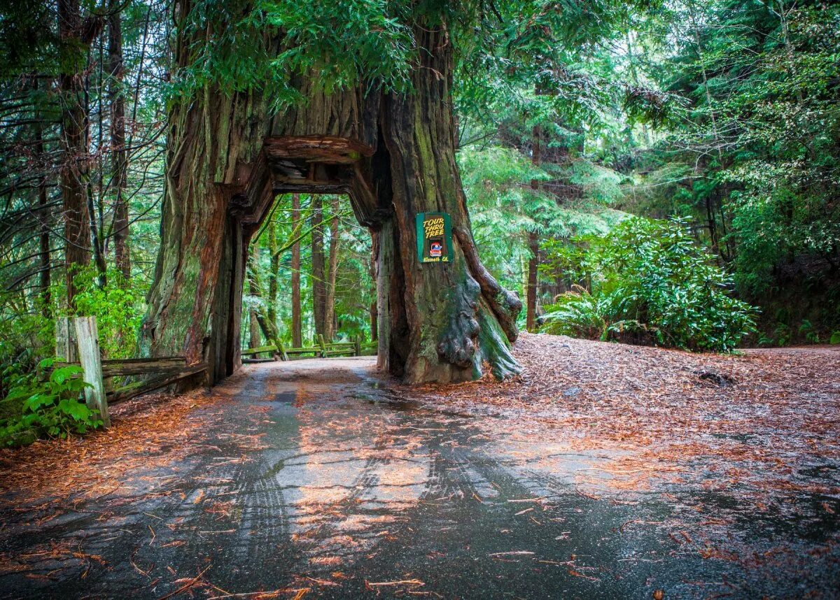 Невероятный лес. Национальный парк «Редвуд» Калифорния, США. Парк Секвойя Калифорния. Секвойя парк США. Редвуд Форест Калифорния.