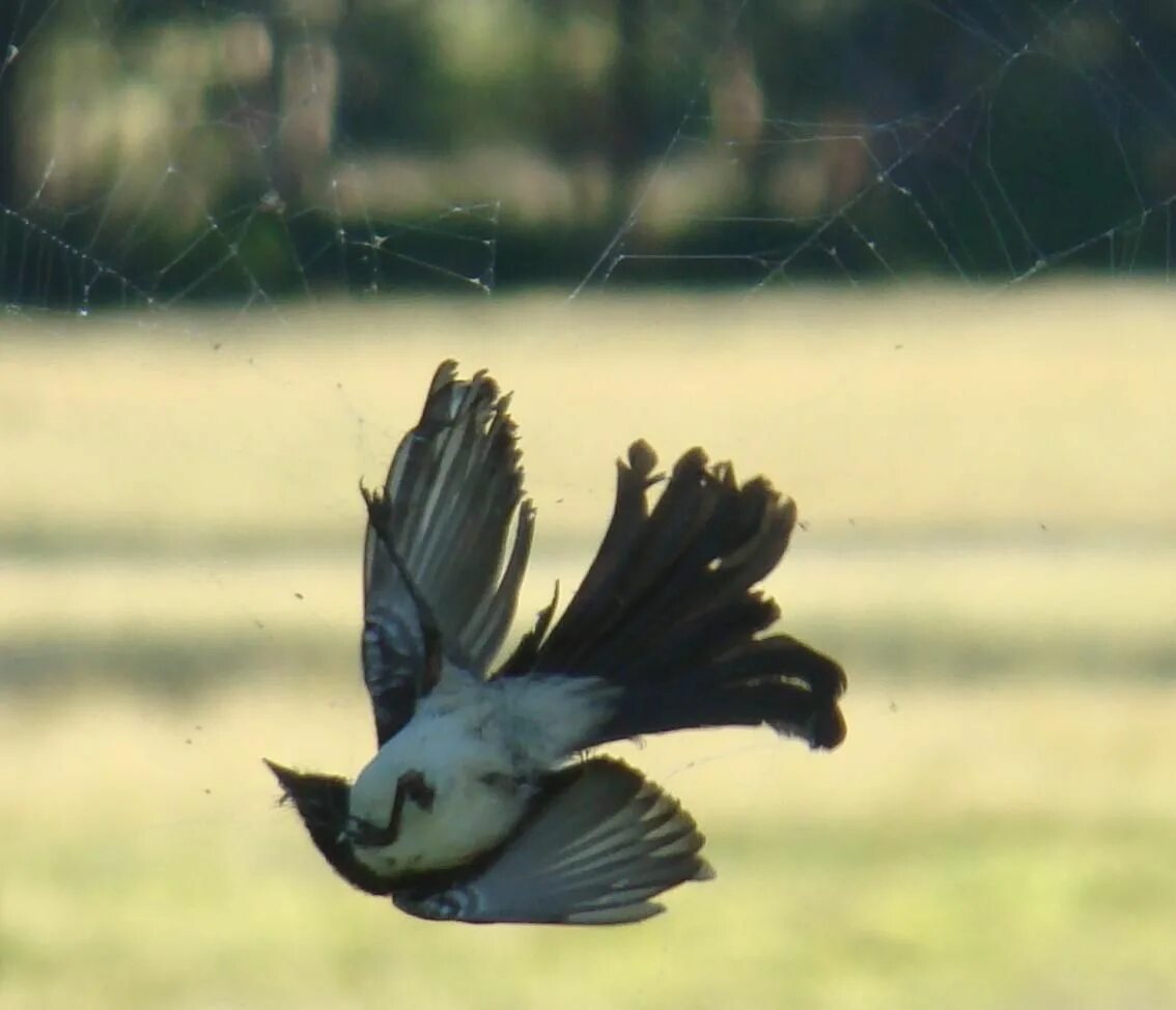 Falling bird