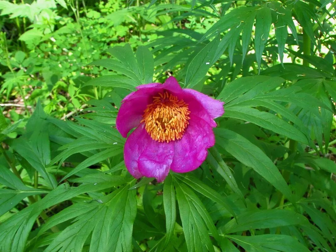 Марьин корень фото и описание. Пион Марьин корень. Пион уклоняющийся (Paeonia anomala). Сибирский пион Марьин корень. Пион Лесной Марьин корень.