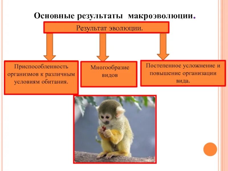 Результаты эволюции презентация 9 класс. Результаты эволюции: многообразие видов. Многообразие животных результат эволюции. Результат макроэволюции. Макроэволюция многообразие видов.