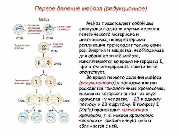 Укажите основные отличия мейоза от митоза 9. Биология 9 класс клеточный цикл митоз. Цикл мейоза схема. Фазы жизненного цикла клетки таблица.