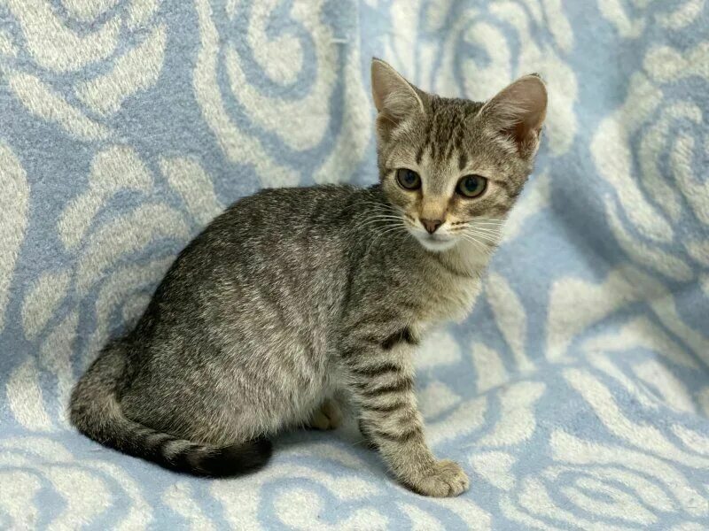 3 4 месяца котенку
