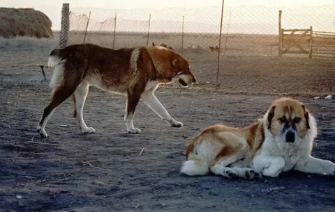 Душанбеде телефон арқылы секс