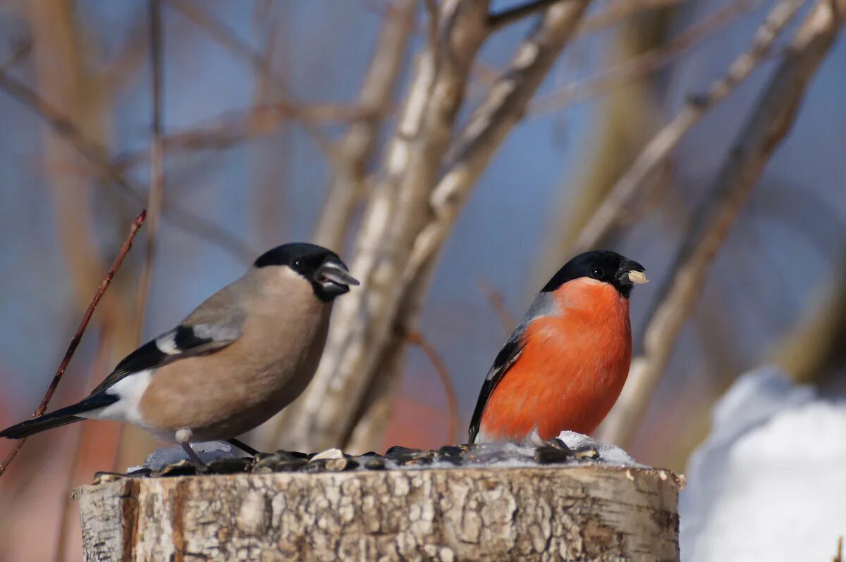 снегирь и снегириха. снегирь обыкновенный самка. снегирь птица самка. снегирь самочка. снегирь диморфизм.