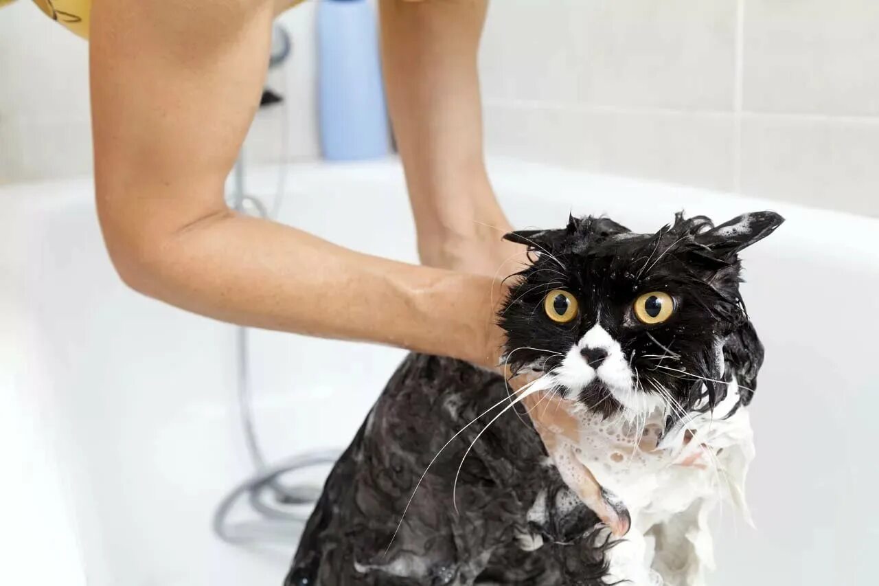Включи видео как ухаживать за. Купание кошки. Кота купают. Кошка моется. Мытье котов.