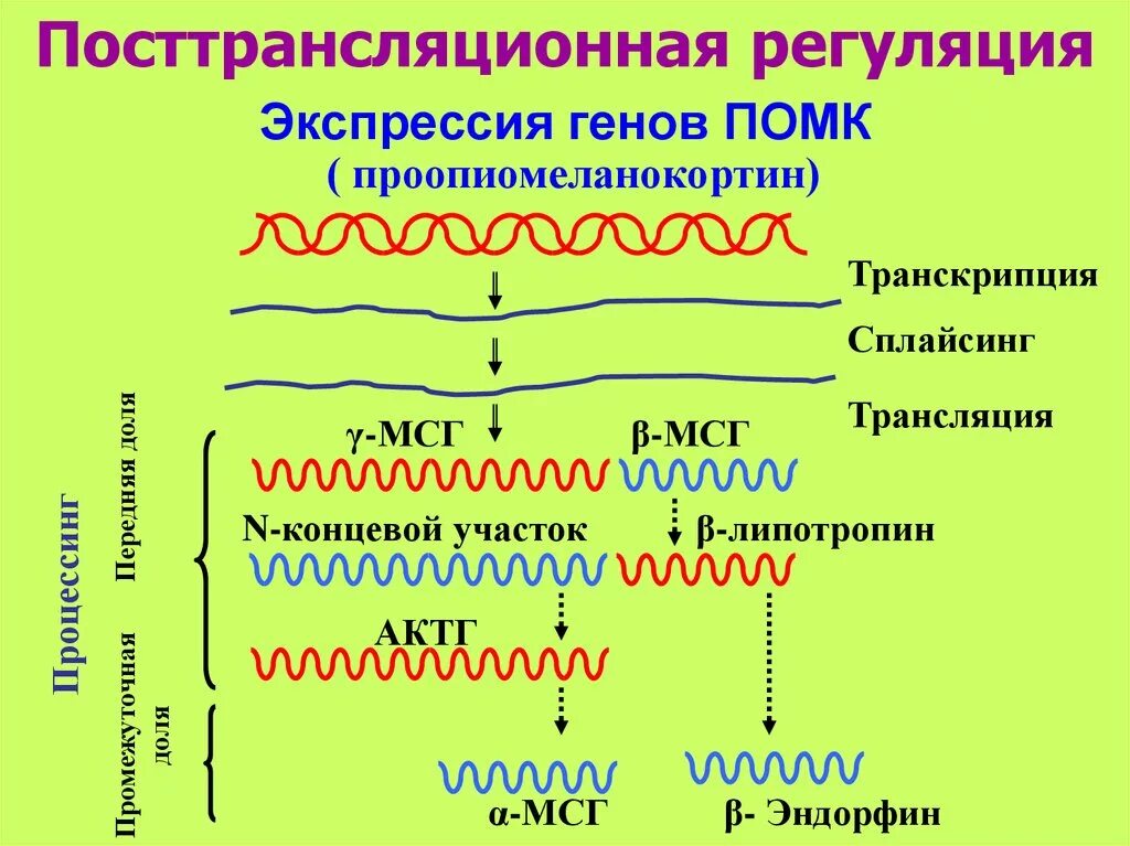 Экспрессия прокариот