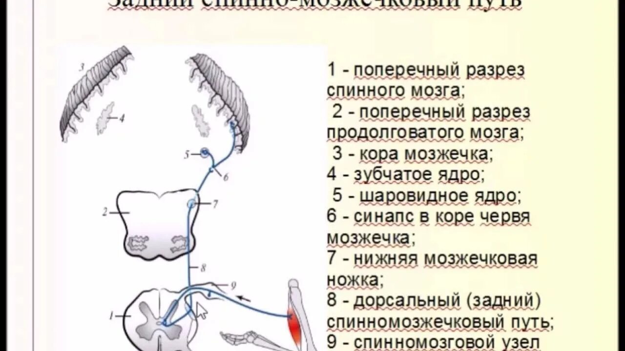 Проводящие пути мозжечка схема. Передний спинно-мозжечковый путь Говерса. Передний спинно-мозжечковый путь схема. Схема заднего спинно мозжечкового проводящего пути.