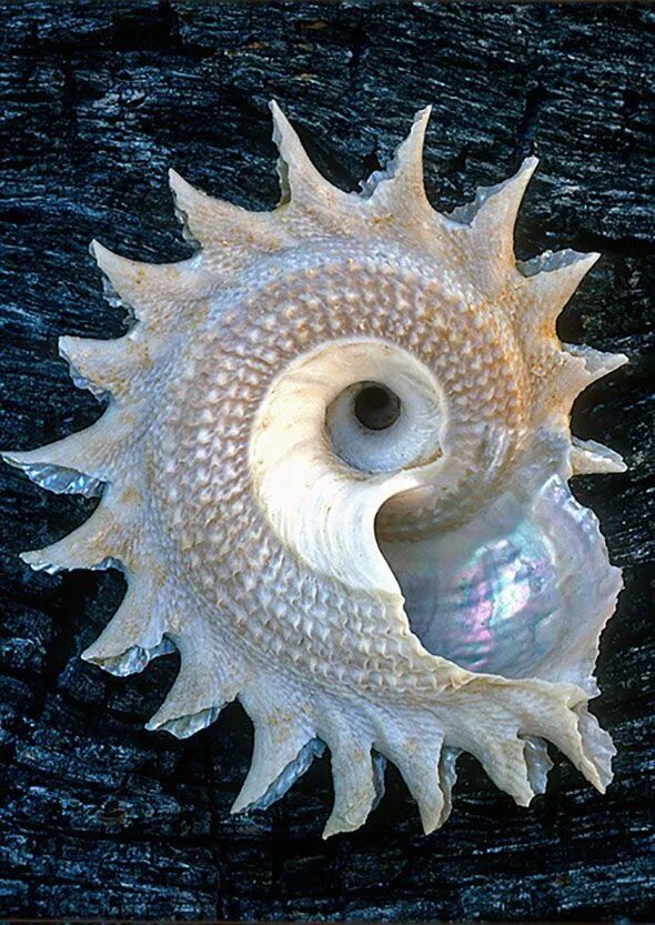 Ракушка розовый Наутилус (Rose Nautilus). Необычные ракушки. Необычные морские раковины. Необычные ракушки морские.