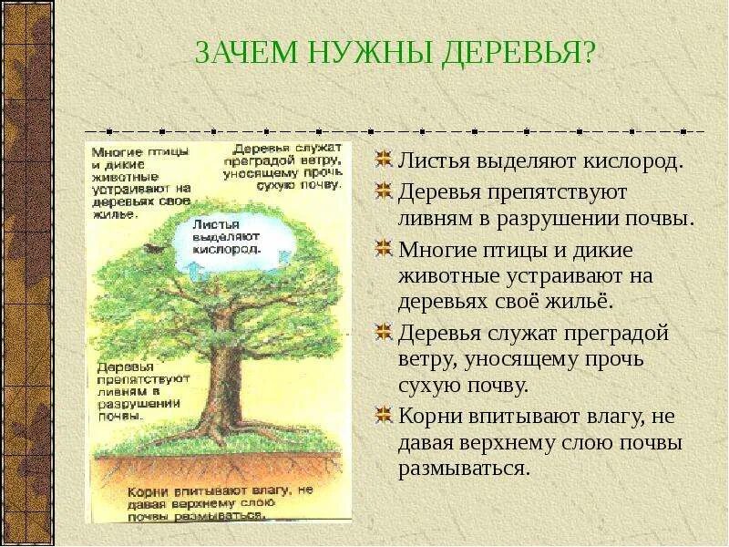 Помогает ли деревья. Зачем нужны деревья. Польза деревьев для дошкольников. Жлятчего нцдны деревья. Польза леса для человека для детей.