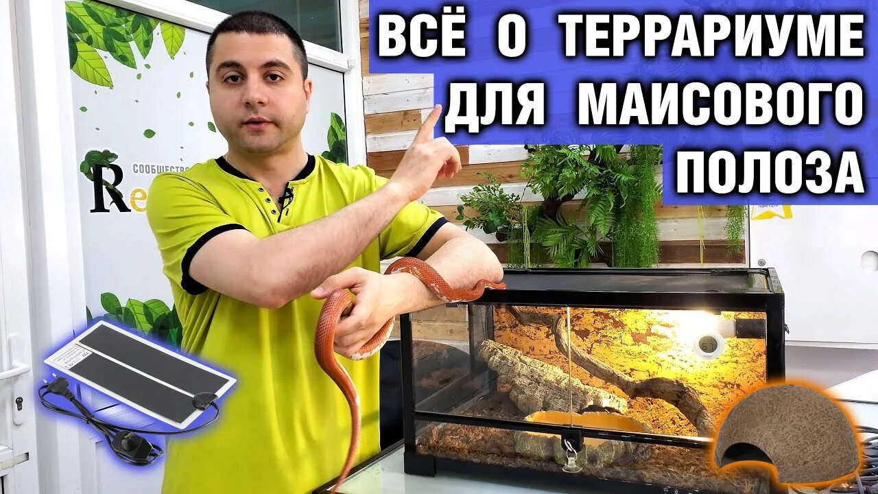 Террариум для полоза размеры. Аквариум для змей. Террариумы для полозов. Террариум для змей маисовый полоз. Террариум для маисового полоза.