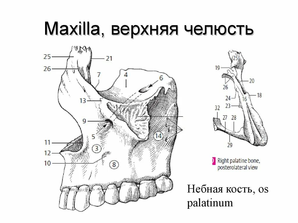 Клыковая ямка. Верхняя челюсть кость анатомия человека. Верхняя челюсть, Maxilla строение. Клыковая ямка верхней челюсти. Носовой отросток верхней челюсти анатомия.