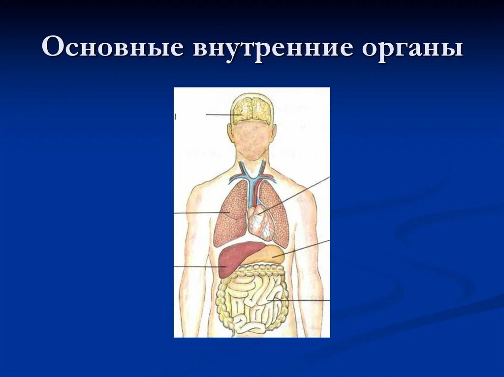 Фото строения человека 4 класс