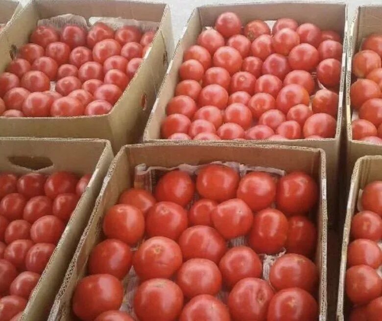 Помидоры в лотке. Помидоры в ящике. Помидоры черри в ящике. Помидоры в коробках. Томат tonna f1.