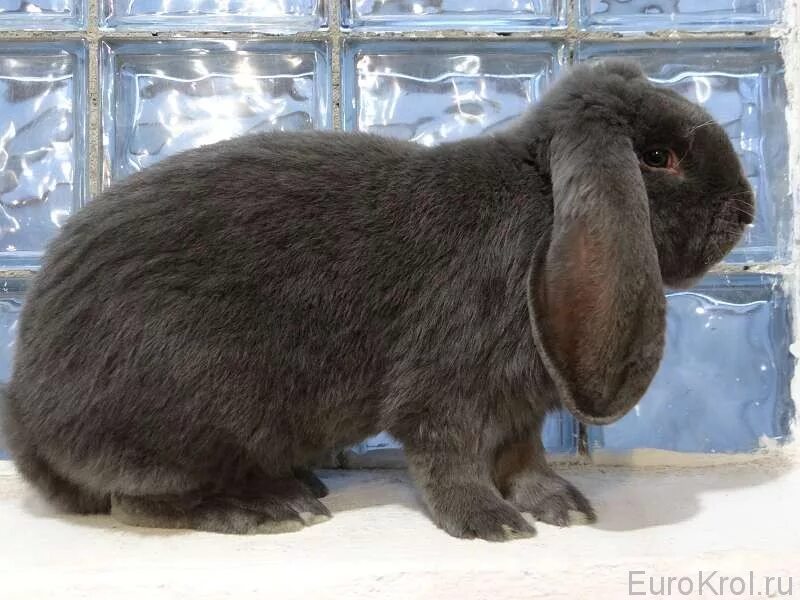 Французский вислоухий баран кролик. Кролик баран вислоухий великан. Немецкий вислоухий баран кролик. Кролики породы французский баран.