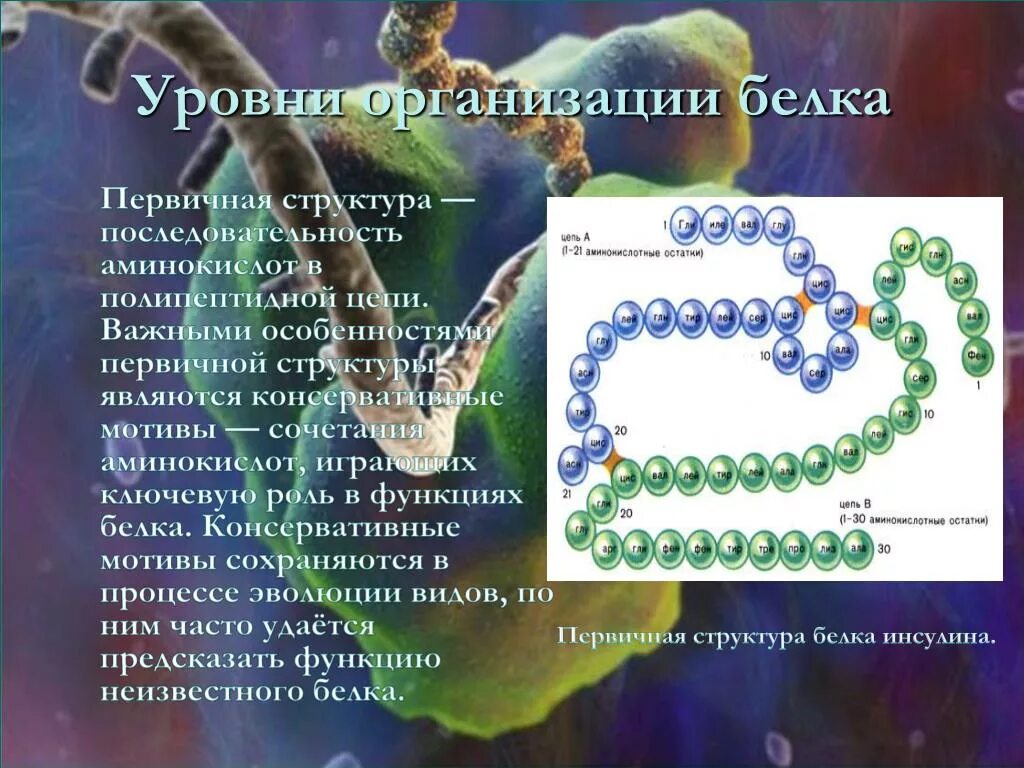 Уровни организации белка. Уровень структурной организации белка первичная структура. Последовательность аминокислот в белке. Уровень организации первичной структуры белка. Определите аминокислотную последовательность полипептида