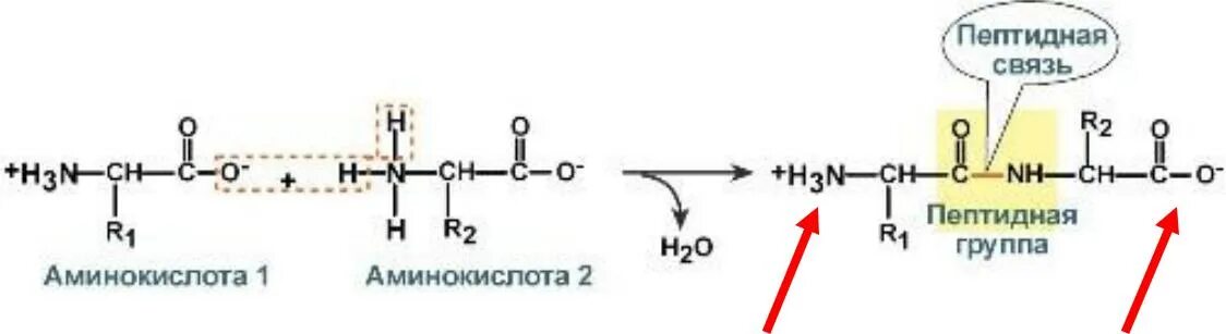 Пептидные связи есть в. Аминокислоты образование пептидной связи. Пептидная связь между аминокислотами. Реакция образование пептидной связи между 2 аминокислотами. Реакция образования пептидов.