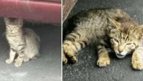 Ребенок избил кошку