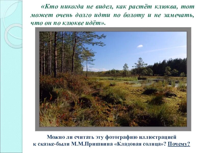 Впр 7 класс блудово болото содержит огромные. Блудово болото пришвин. Кладовая солнца. Кладовая солнца клюква. Кладовая солнца болото.