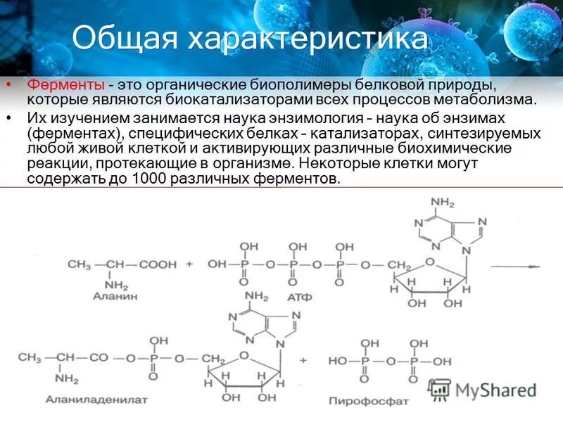 Характеристика ферментов участвующих в