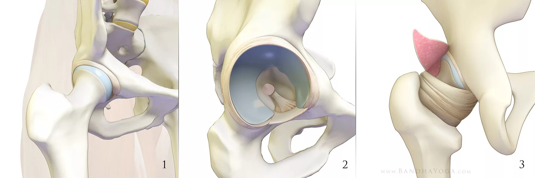 Тазобедренный сустав соединение. Лунная кость тазобедренного сустава. Суставная губа тазобедренного сустава анатомия. Лабрум тазобедренного сустава. Вертлужная губа тазобедренного сустава анатомия.