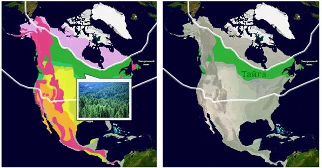 Тайга на карте Северной Америки. Природные зоны Северной Америки Тайга. Географическое положение тайги в Северной Америке. Зона тайги в Северной Америке на карте.