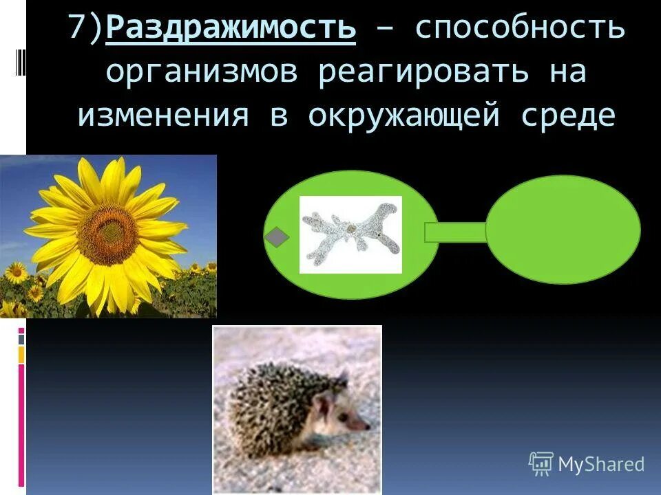 Адаптация организмов к окружающей среде. Реакция организма на изменение экологических факторов. Способность клетки реагировать на изменение окружающей среды это. Раздражимость свойство живых организмов. Живые организмы реагируют на изменения факторов окружающей среды.