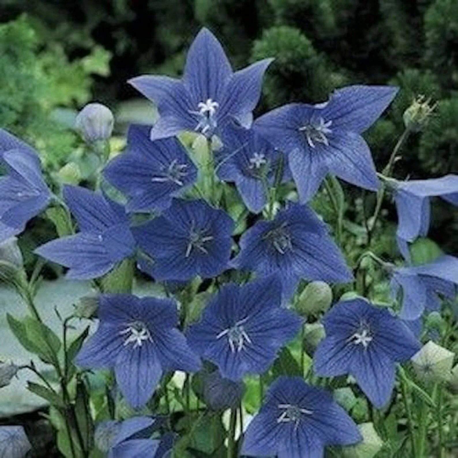 платикодон фиджи. платикодон астра блю. платикодон ширококолокольчик. платикодон синий. платикодон грандифлорус.