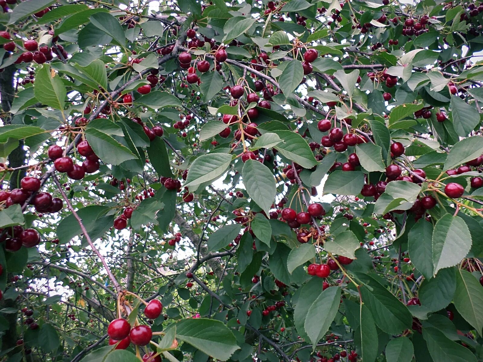 Michigan's Tart Cherries. So Proud. Fruit trees backyard, Fruit garden, Fruit tr