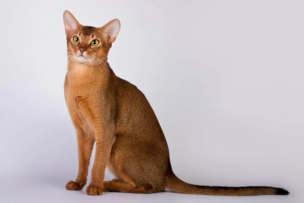 Фотографии абиссинскую породу. Абиссинская кошка. Коты Абиссинской породы. Порода кошек абессины. Порода котов абиссинец.