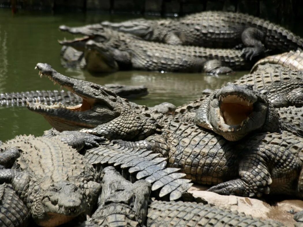 Нильский крокодил. Морской гребнистый крокодил. Крокодилы Лангкави. Гребнистый крокодил vs Нильский крокодил.