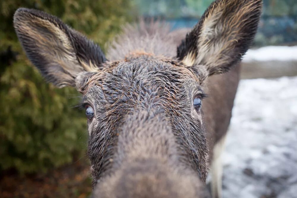 самый большой лось в мире по сравнению с человеком. дом лося история. гриша зверь. лось гриша. ручной лось.
