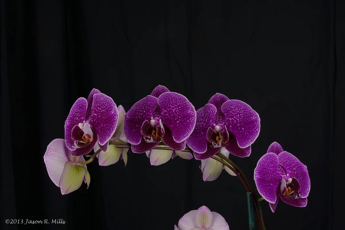 Phal leopard. Сого диамонд орхидея. фаленопсис leopard prince. sogo diamond фаленопсис. орхидея dtps. leopard prince.