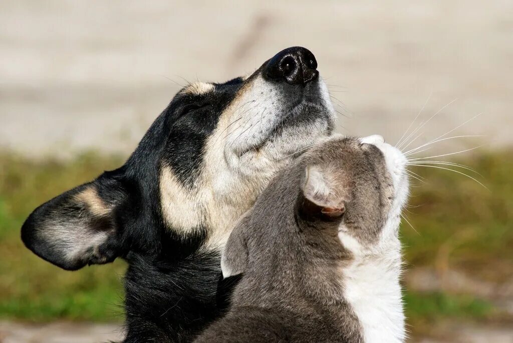 Жизнь других животных. Кошка и собака любовь. Необычная дружба животных. Малинуа инго. Собака с кошкой дружат.