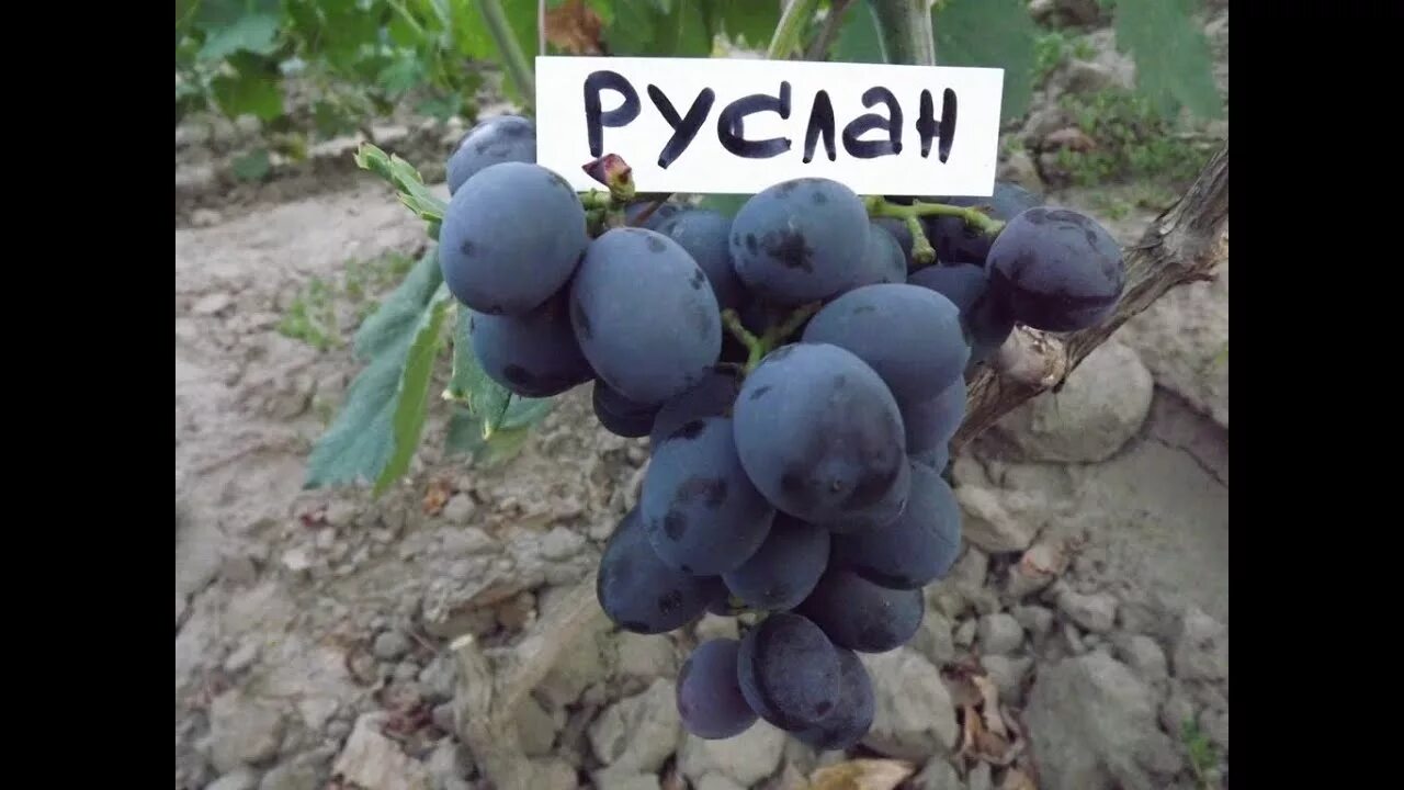 Виноград бананас описание сорта фото отзывы - Profhobby.ru