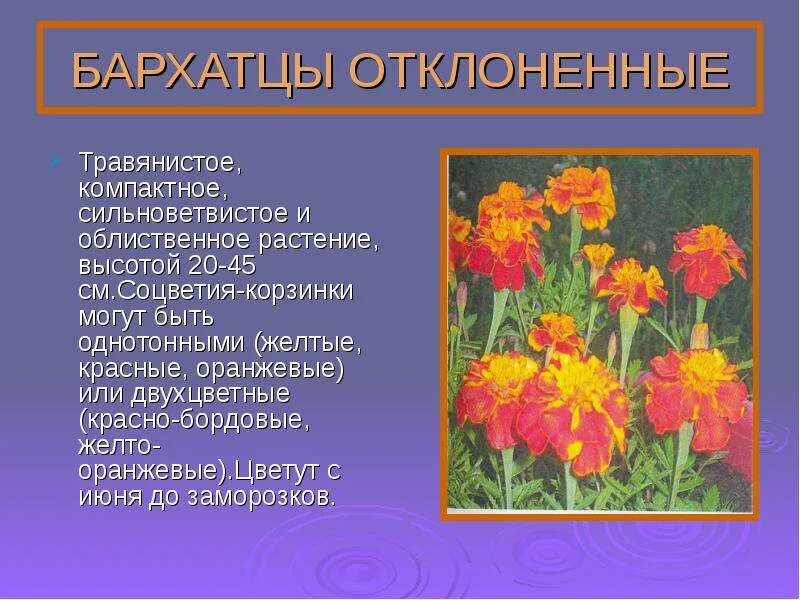 Бархатцы значение цветка. Бархатцы. легенда о бархатцах. цветок бархатцы поверья и легенды. бархатцы соцветия.