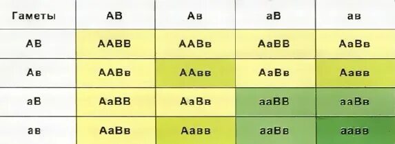 Типы гамет у особи ААВВ. Типы гамет у особи с генотипом ААВВ. Генотип ААВВ образует гаметы. Организм с генотипом ААВВ образует гаметы. Какие гаметы образует генотип aabb