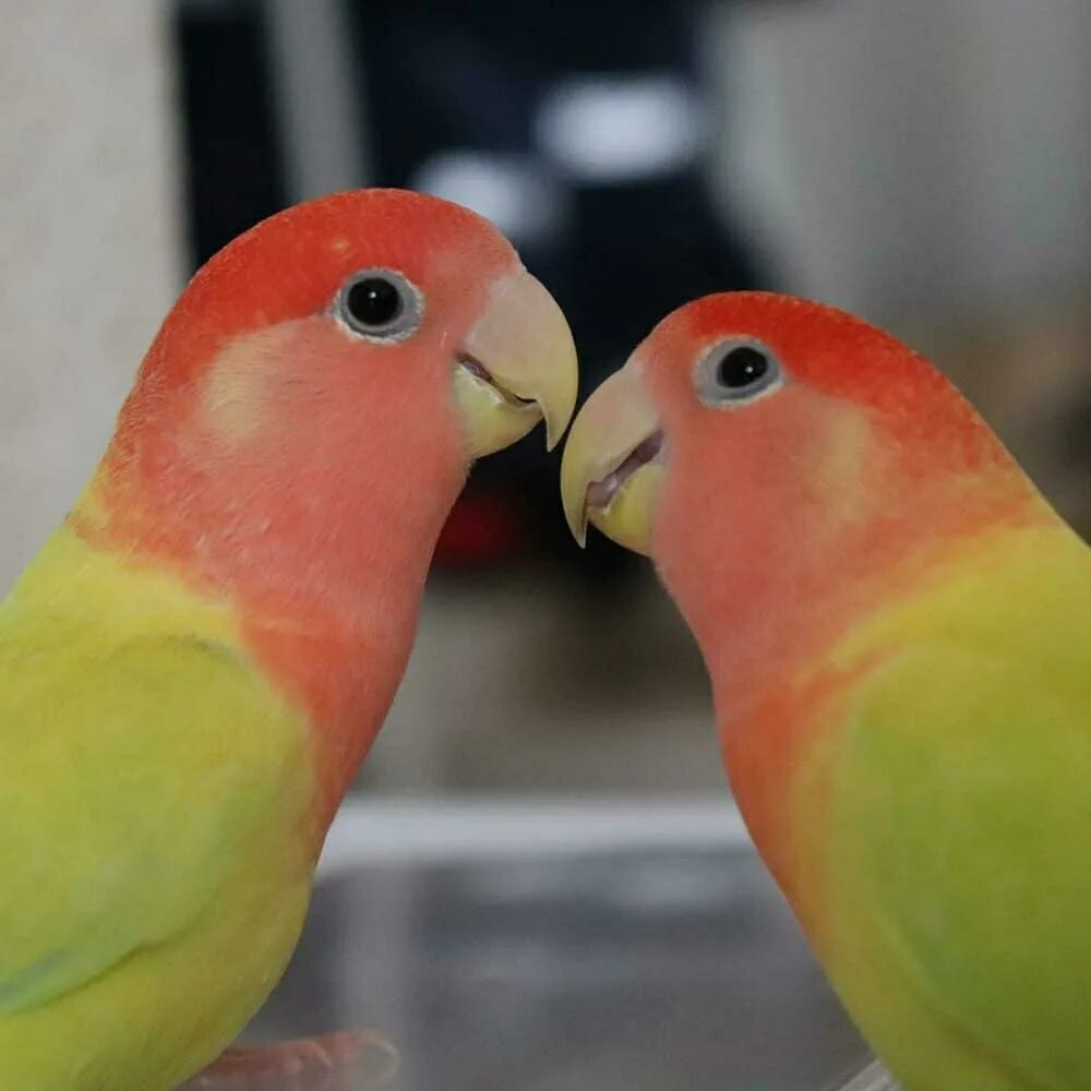 Попугаи неразлучники зеленыйссешные. Попугай неразлучник один. Попугаи неразлучники зеленыйссешные. Говорят ли неразлучники. Розовощёкий неразлучник.