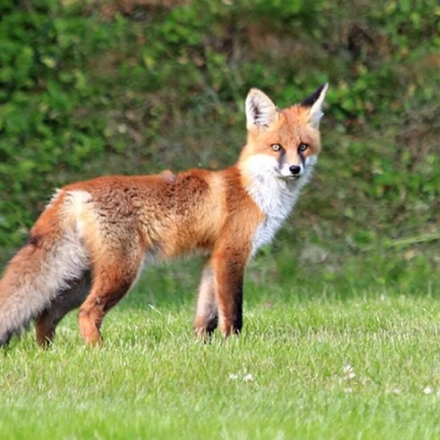 Foxes youtube. Лисица (Vulpes Vulpes). Лисы Евразии. Лиса обыкновенная. Капская лисица (Vulpes chama).