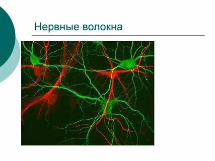 Виды волокон нервной ткани