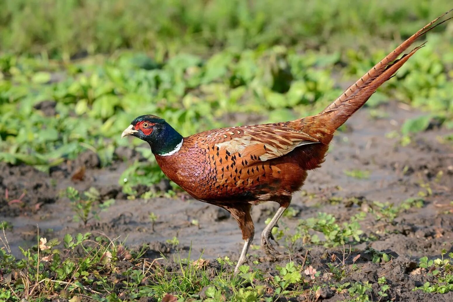 Обыкновенный фазан. Фазан Степной. Фазан Европейский. Phasianus colchicus.