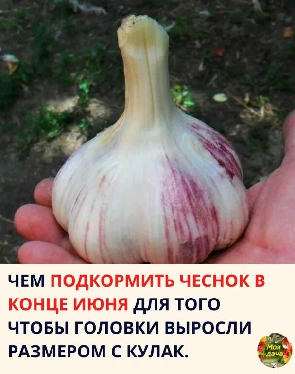весенняя подкормка чеснока. подкормить чеснок весной. подкормка чеснока в июне. чем подкормить чеснок в конце июня. последняя подкормка чеснока в июне.
