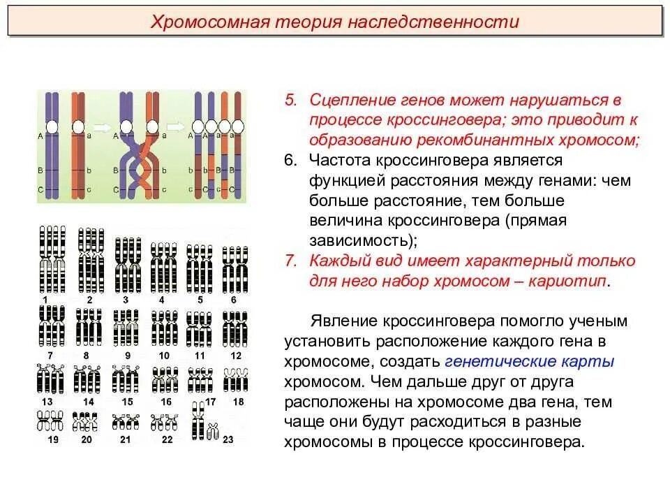 Какое значение имеет хромосом. Морган теория наследственности сцепленное наследование. хромосомная теория наследственности. типы наследования признаков. наследование признаков при сцеплении генов. схема расположения сцепленных генов в хромосоме в гаметах.