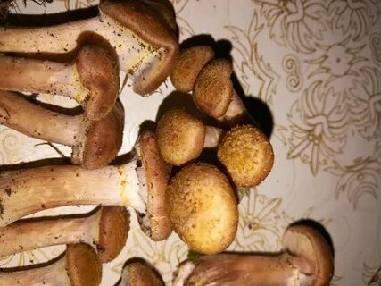 Сколько хранятся опята после сбора