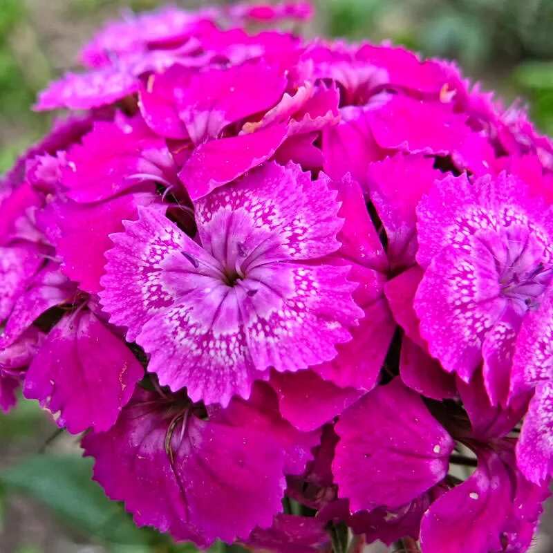 Гвоздика турецкая (Dianthus barbatus). Диантус, гвоздика (турецкая). Примула Кримсон Глоу. Гвоздика турецкая двулетник. Цветы турецкой гвоздики