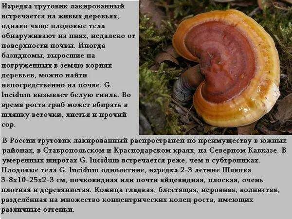 Трутовик кратко. Трутовик берёзовый съедобный. Трутовик гриб паразит. Трутовик вешенки березовая. Трутовик гриб паразит.