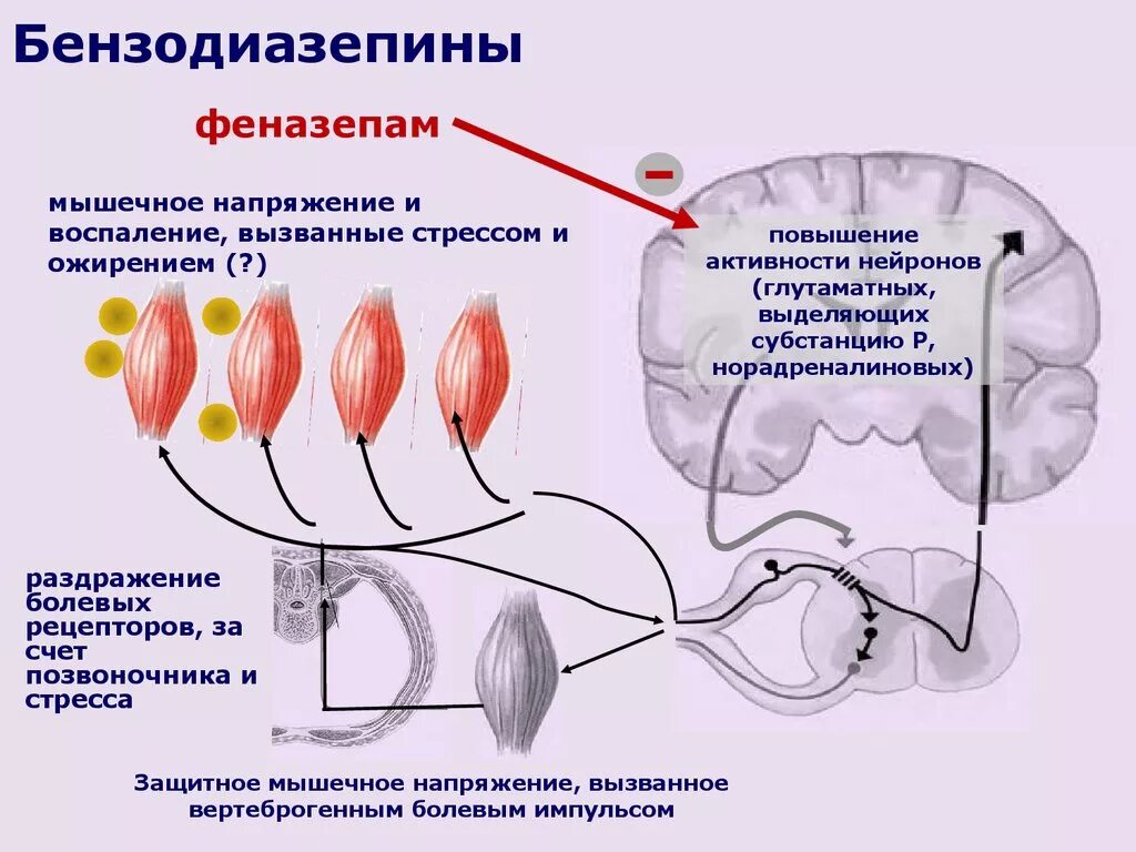 Бензодиазепины. Раздражение болевых рецепторов. Бензодиазепины препараты. Мышечное напряжение. Защитное мышечное напряжение характерно для