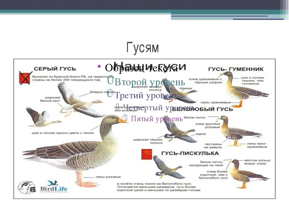 Признаков гусиного гнездовья впр 7 класс ответы. Гусь белолобый и гуменник отличия. Отличие серого гуся от гуменника. Гусь гуменник и серый Гусь отличия. Различие гуся серый белолобый гуменник.