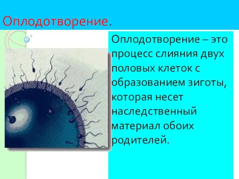 Оплодотворение биология 6 класс кратко. Оплодотворение. Оплодотворение определение. Понятие оплодотворение в биологии. Определения понятиям оплодотворение.