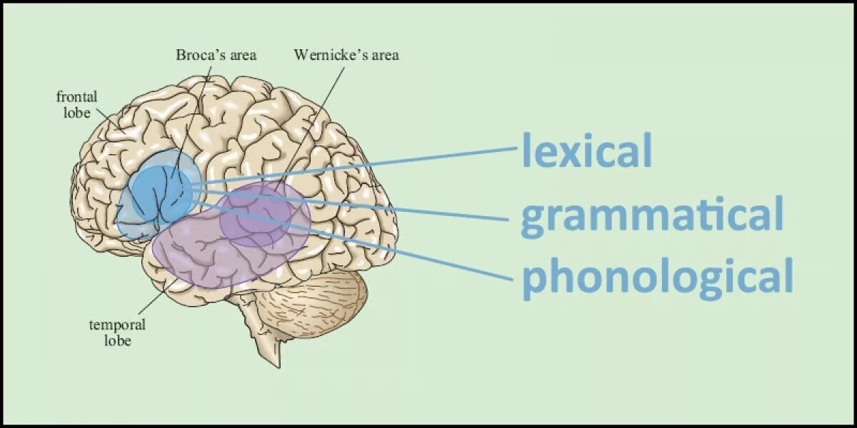 Brain languages. Язык и мозг. Language areas in the Brain. Язык и мозг картинки. Связь языка и мозга.